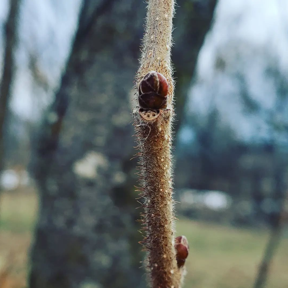 Hazelnut, Hybrid 'Rosy' (Corylus spp.)