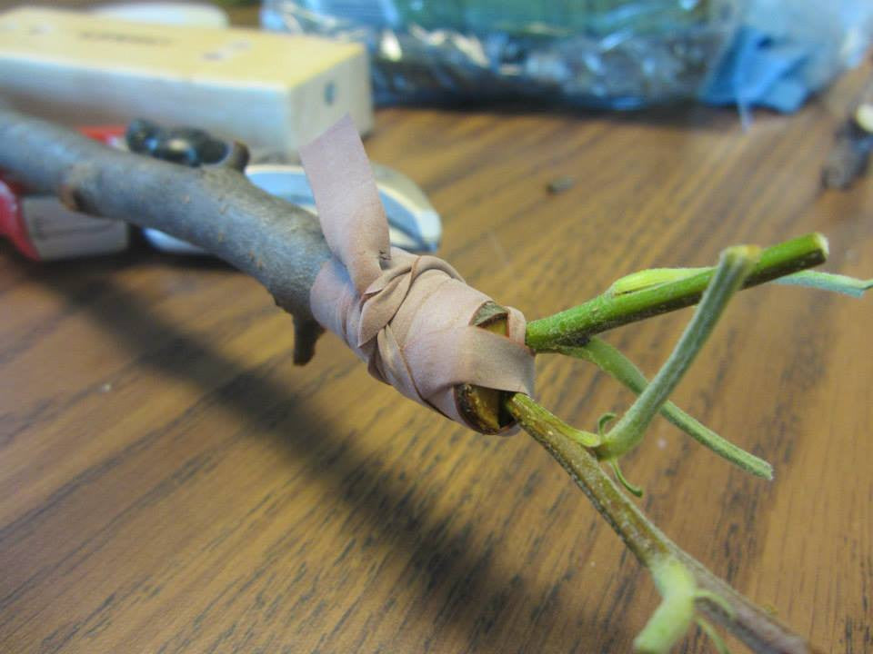 Apple Scion Wood; single live cutting