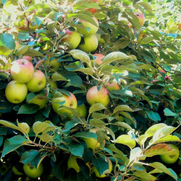 Apple Scion Wood; single live cutting