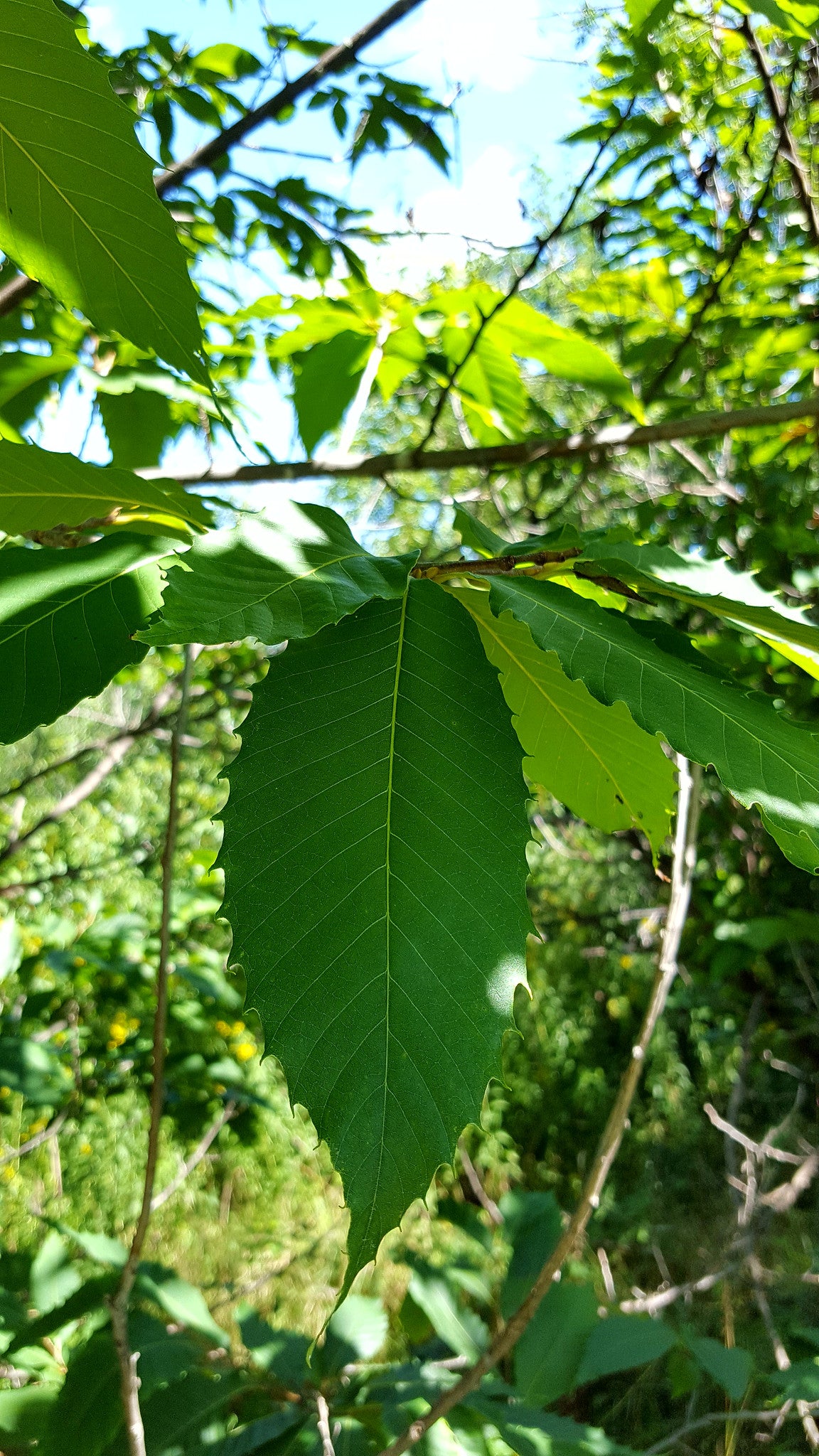 American Chestnut (Castanea dentata)