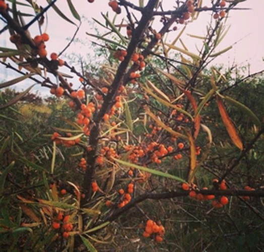 Sea Buckthorn; Seaberry (Hippophae rhamnoides)