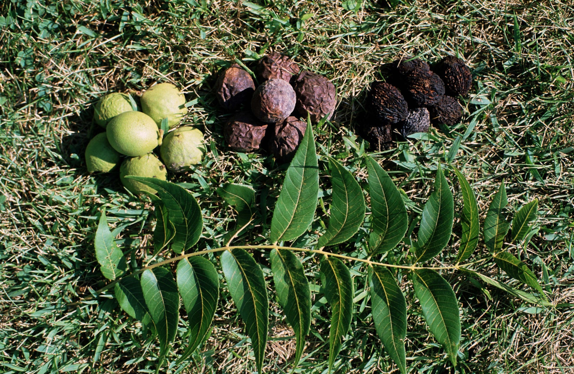 Black Walnut Tree Fruit