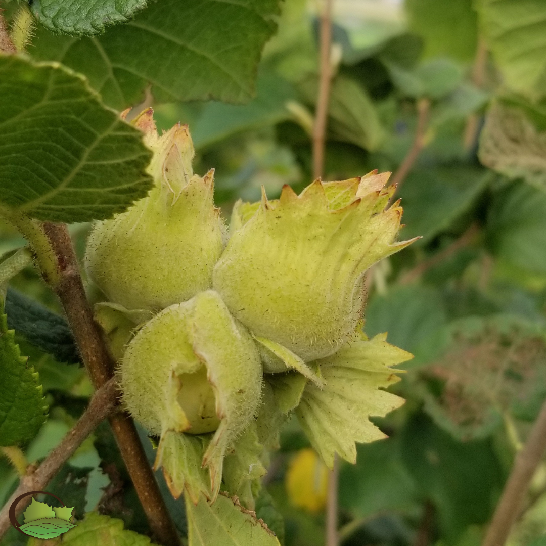 Hazelnut Tree Flowers