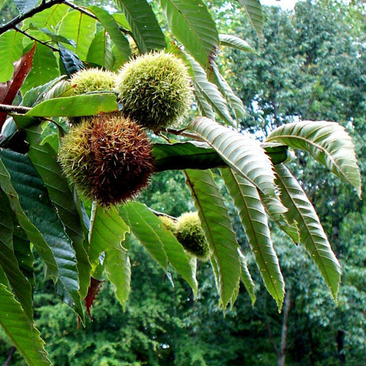 Chinese Chestnut (Castanea mollissima)