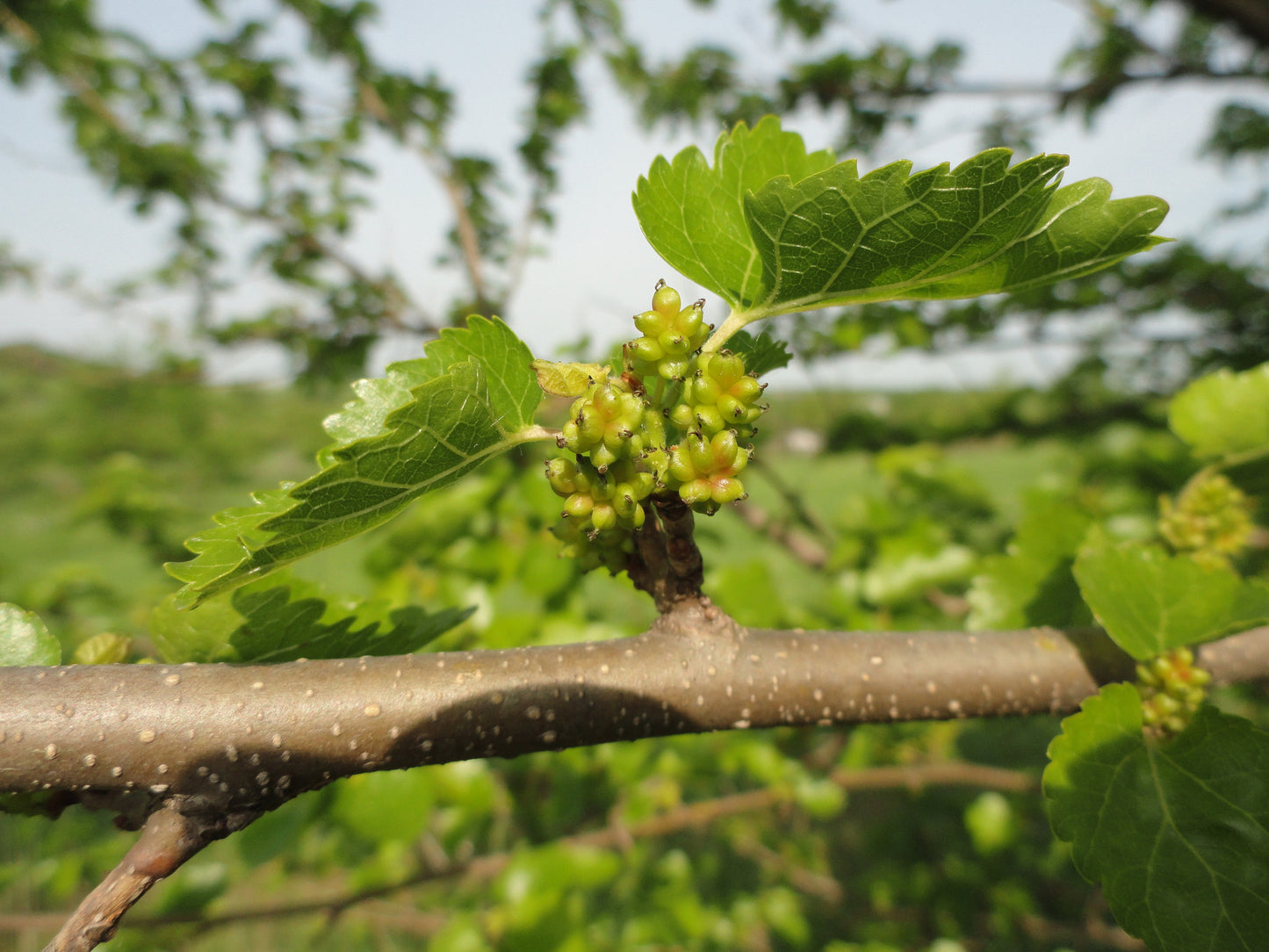 Red Mulberry (Morus rubra)