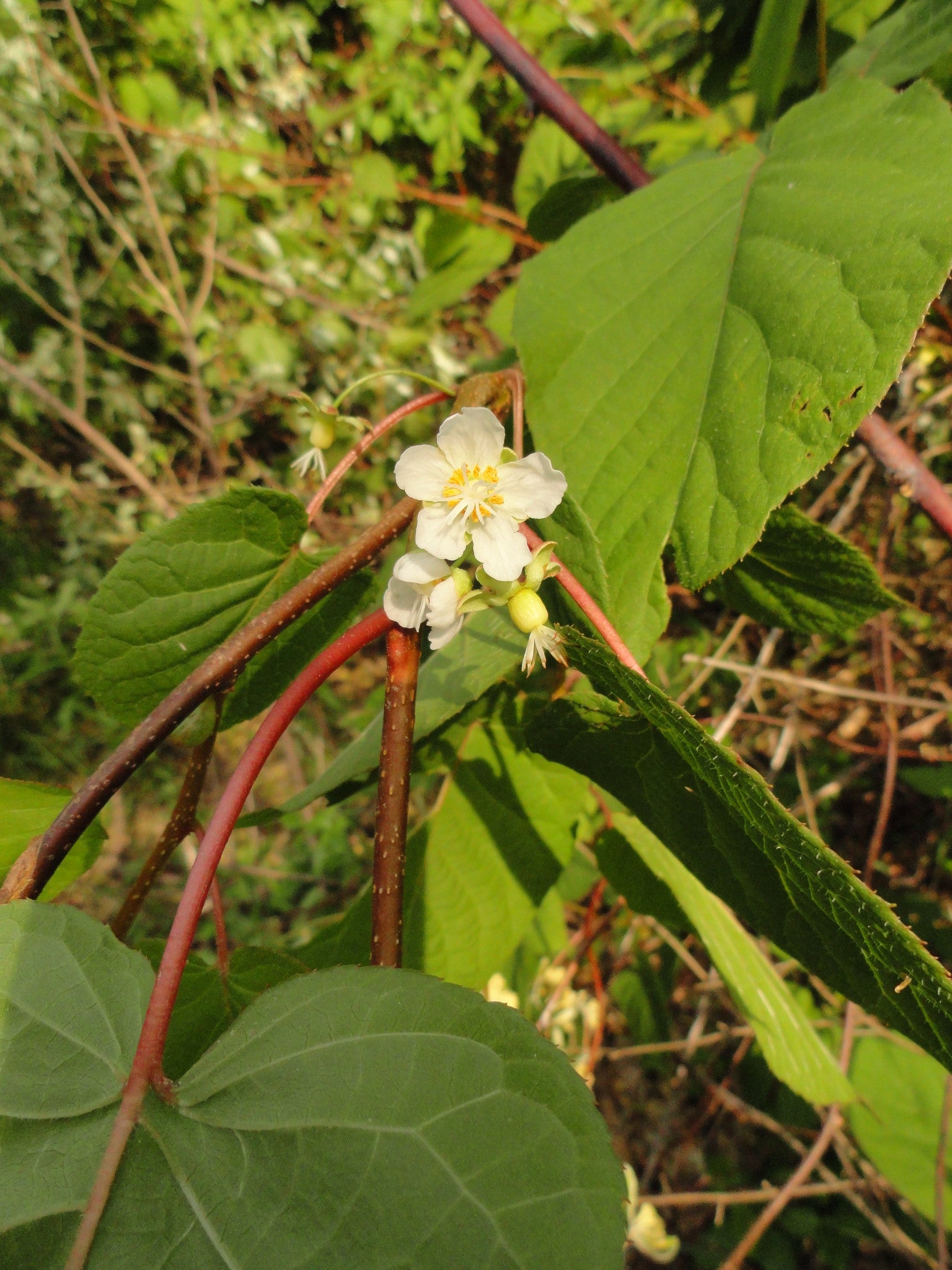 Arctic kiwi (Actinidia kolomikta) from New Forest Farm; Forest Agriculture Enterprises