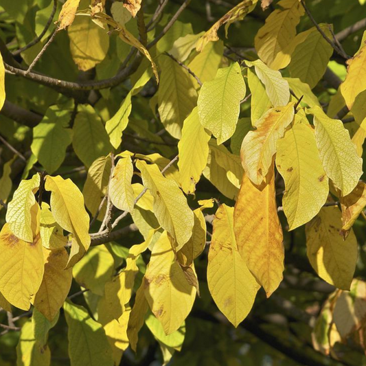 Pawpaw (Asimina triloba)