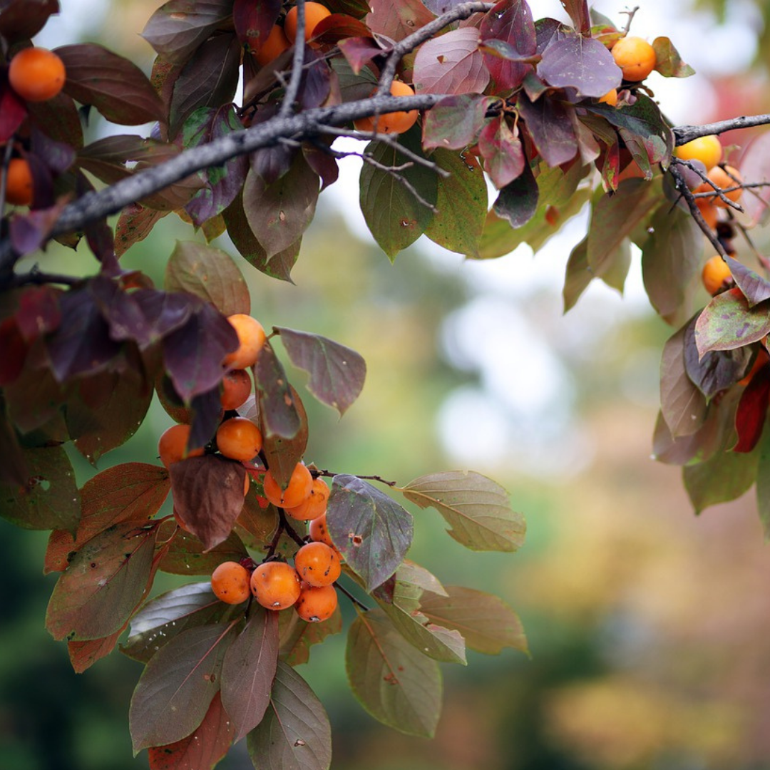 Persimmon (Diospyros virginiana)