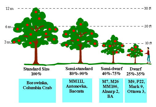 Apple Rootstock