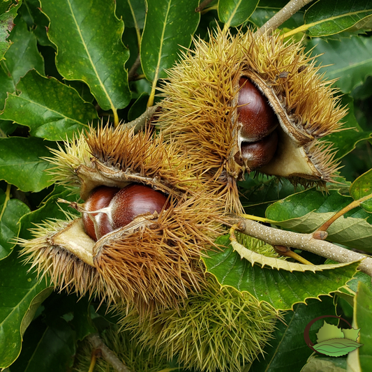 Hybrid Chestnuts (Castanea spp.)