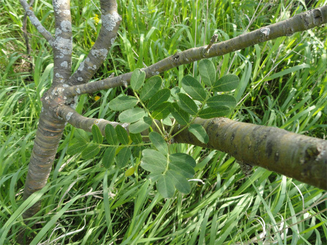 Siberian Peashrub (Caragana arborescens)