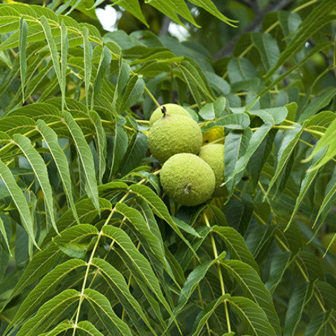 Black Walnut (Juglans nigra)