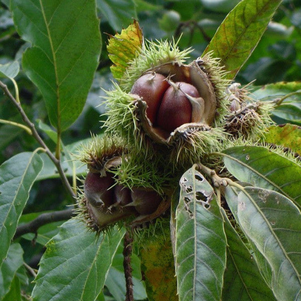 American Chestnut (Castanea dentata)