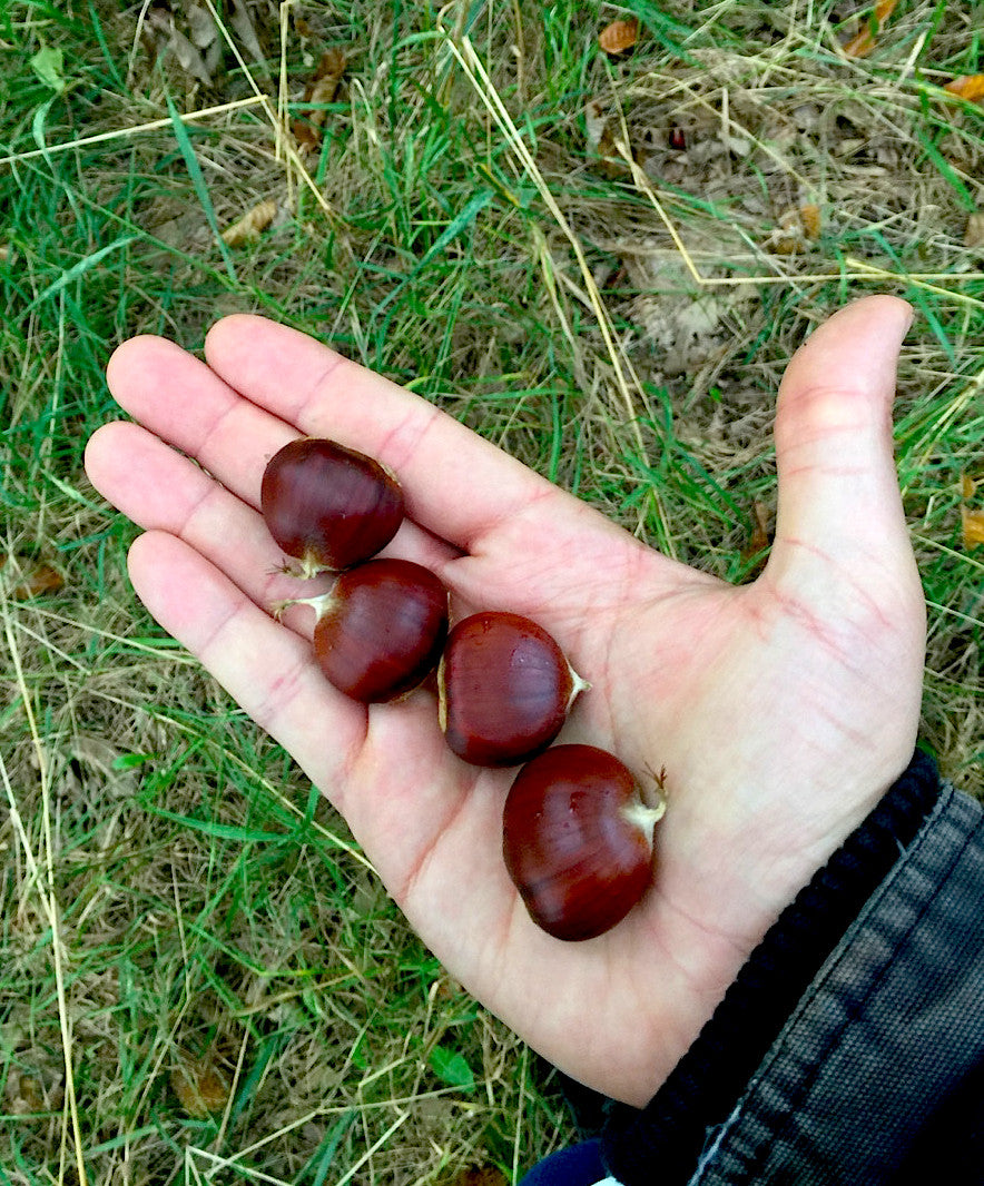 Hybrid Chestnuts (Castanea spp.)