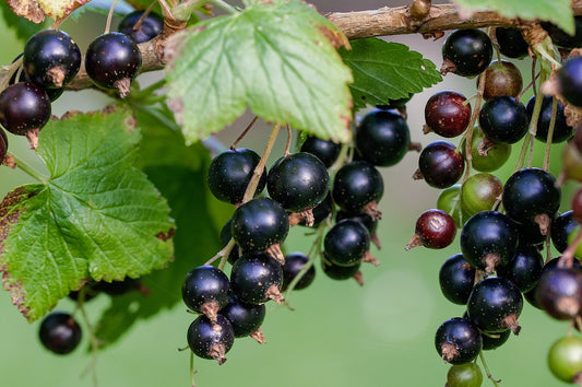 Currants (Ribes sp)