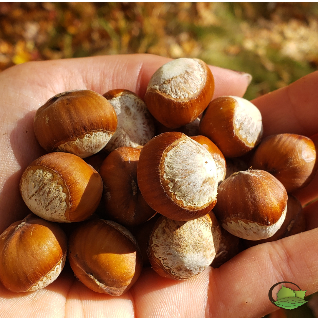 Seeds from a Selected Seedling Hybrid Hazelnut located all the way in Maine! No fertilizer, no maintenance, a contributing member to the surrounding habitat that also produced some great nuts! 
