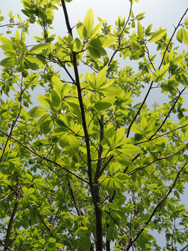 Hybrid Chestnuts (Castanea spp.)