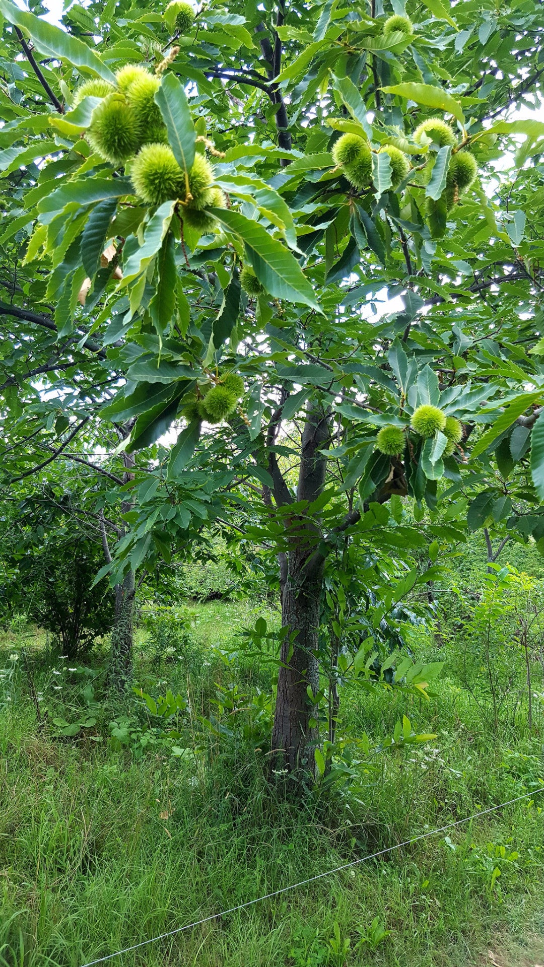 Hybrid Chestnuts (Castanea spp.)