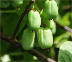 Actinidia kolomikta image from http://www.oczarjk.pl/?act=2231